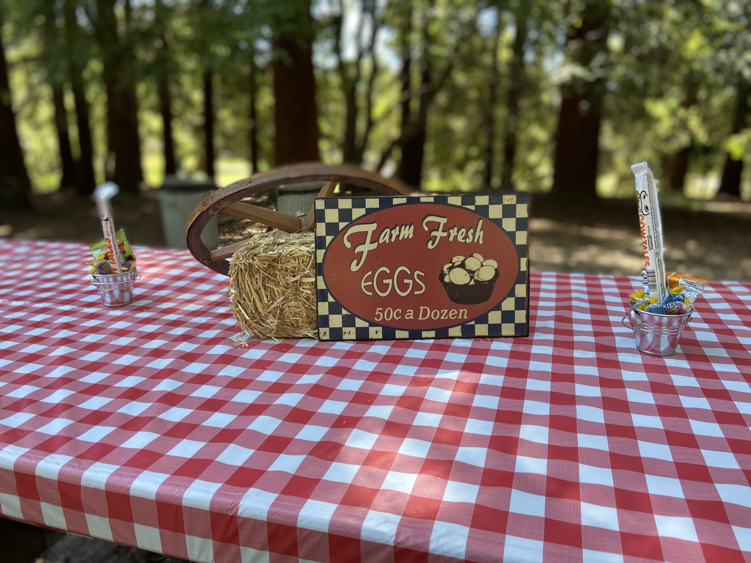 Down on the Farm: 2022 Summer Picnic