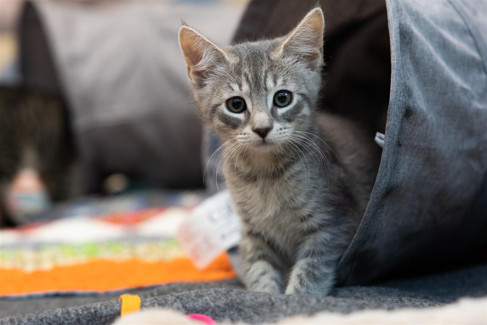 Grey kitten