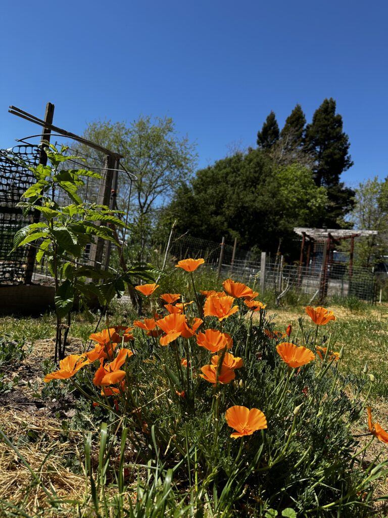 California Poppies